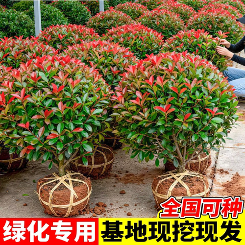 红叶石楠树苗火焰球庭院盆