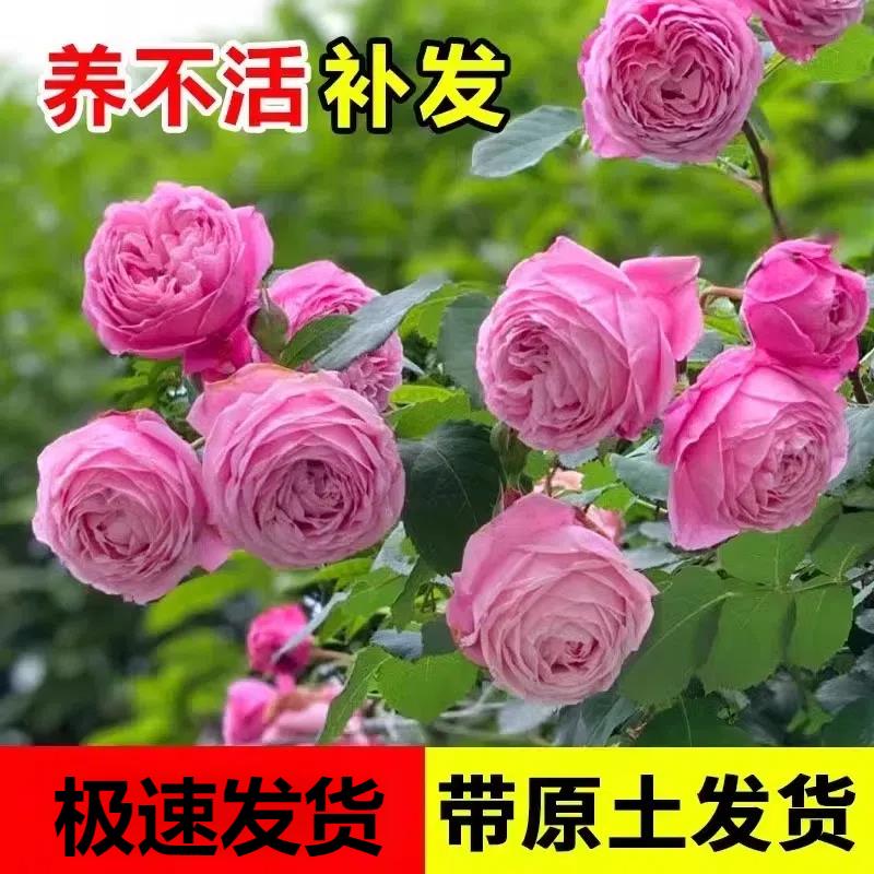 蔷薇花苗自由精神藤本月季