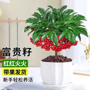 富贵籽盆栽黄金万两植物带果子红果客厅招财室内好养懒人花卉绿植