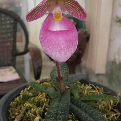 玉女兜兰一把十苗