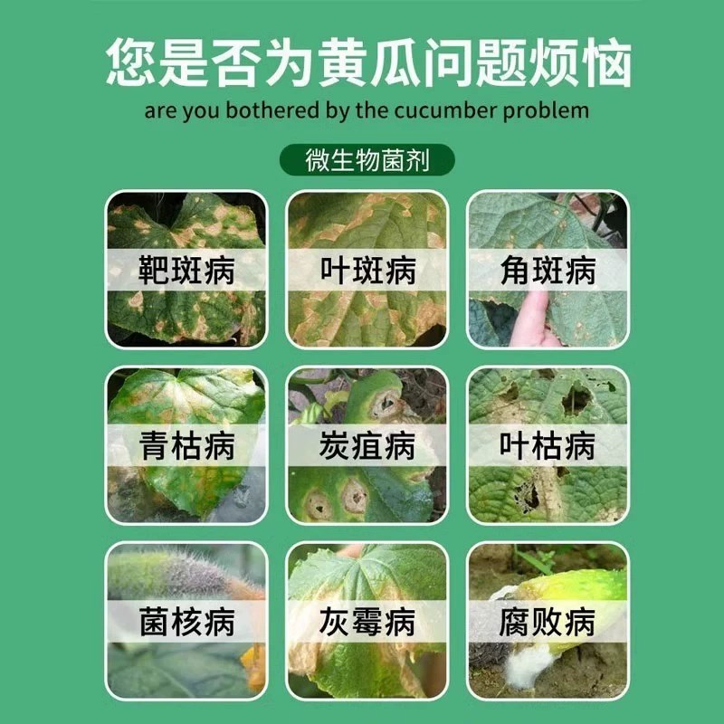 黄瓜专用药病毒病白粉霜霉靶斑病特效叶斑病黄斑炭疽虫害病杀菌剂