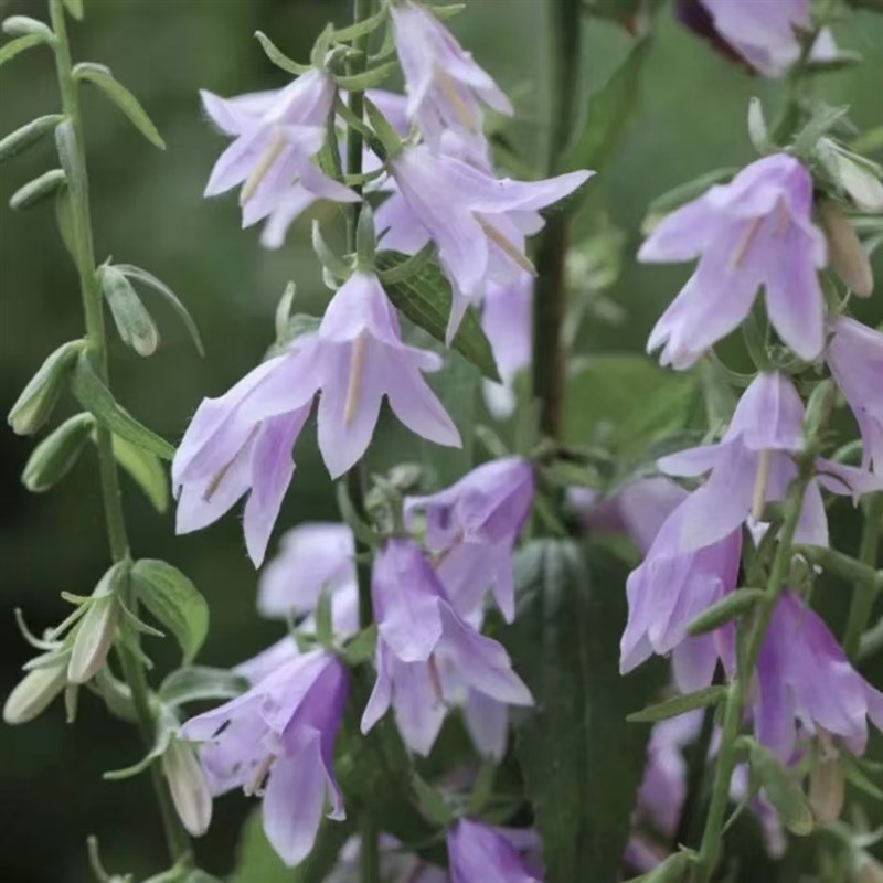 轮状叶风铃草多年生耐寒宿根高杆风铃草花园花镜植物春季盆栽花卉