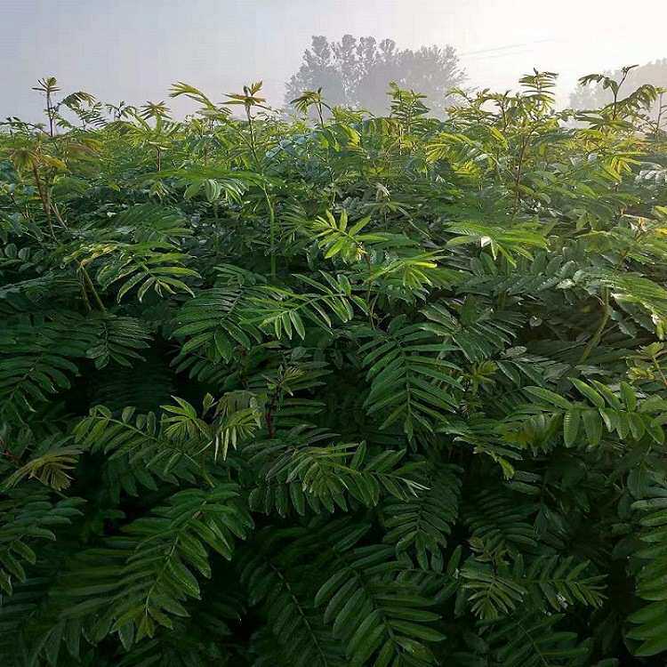 销售各种规格枫杨臭椿树枫杨树可走全冠 小区公园湿地绿化落叶树