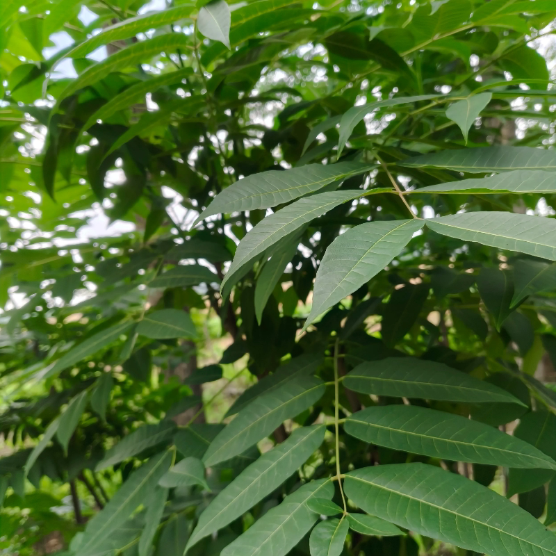 自冉香河南现摘绰水速冻香椿芽