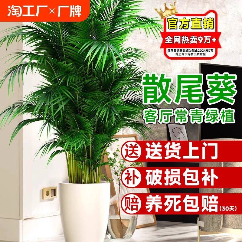 散尾葵植物盆栽客厅室内大型绿植办公室落地大号富贵椰子好养易活