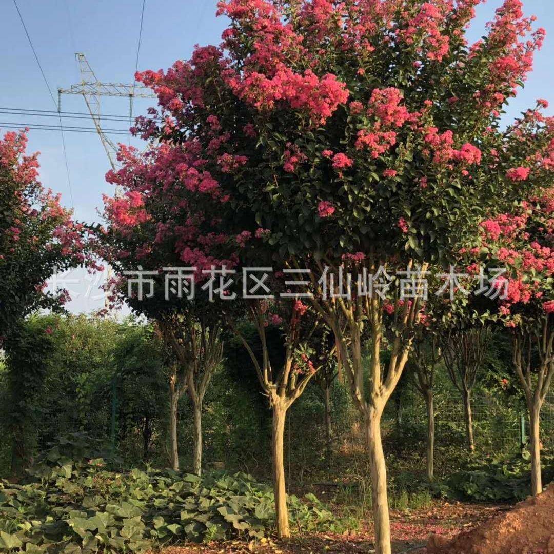 红火箭紫薇 8公分9公分10公分紫薇树 规格齐全
