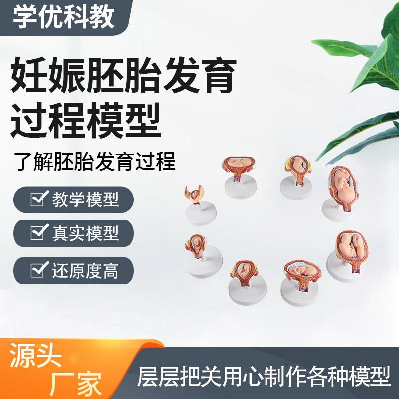 细节高度还原教学妊娠胚胎发育过程（8部件)模型道具