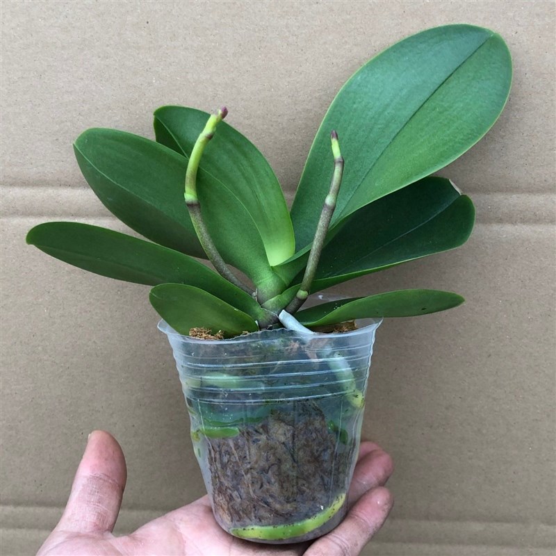 蝴蝶兰花苗带花剑盆栽兰花大苗客厅室内植物花卉四季花卉好养活