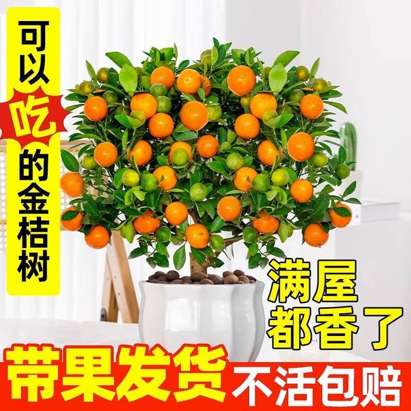金桔树盆栽可食用带果脆皮四季橘子树苗客厅室内外驱蚊花卉绿植物