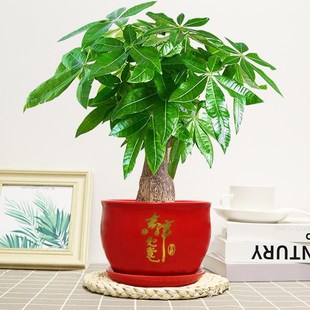 大发财树盆栽绿植花卉室内客厅好养活兴宅家旺净化空气老桩耐旱