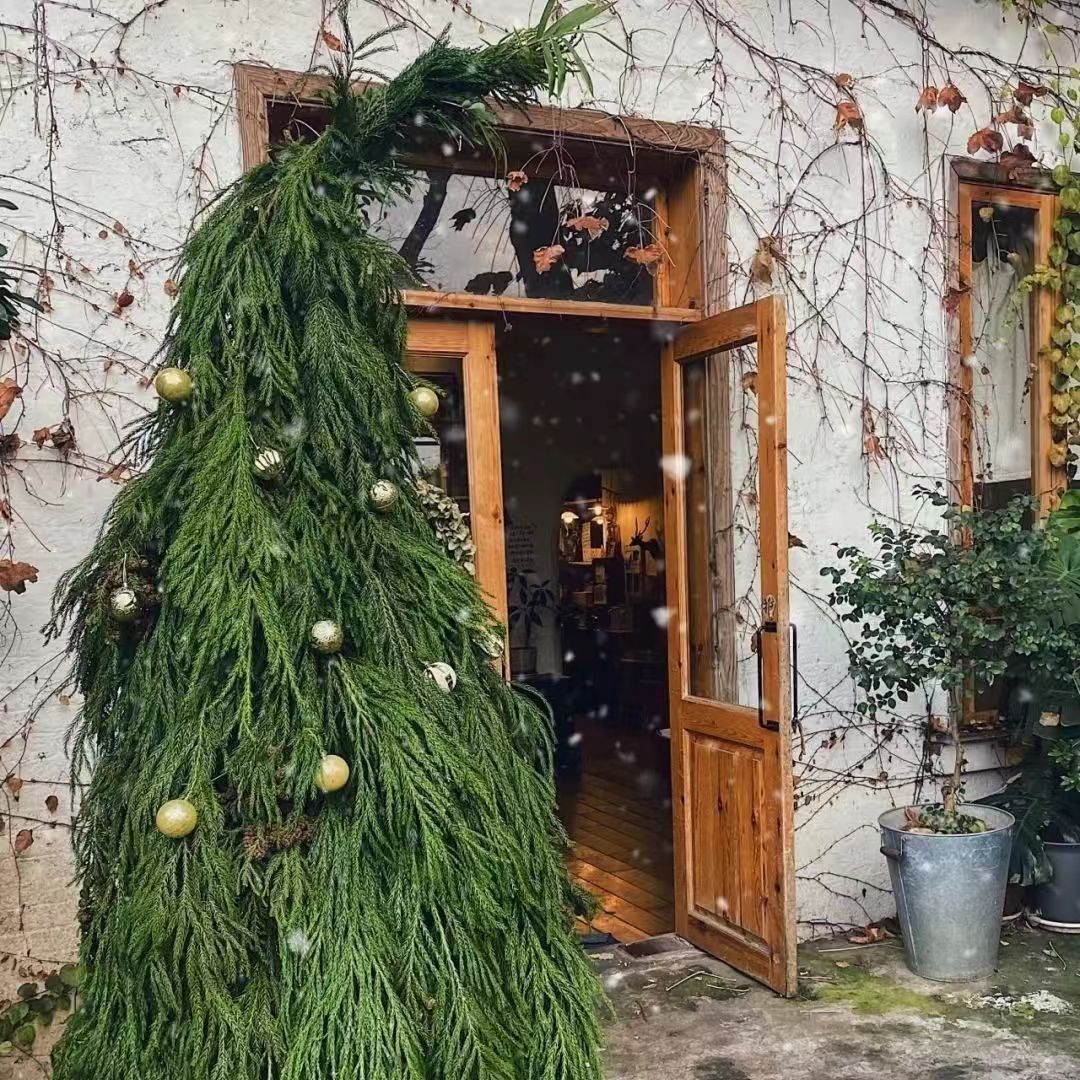 新鲜天竺少女绿色天然松柏树枝