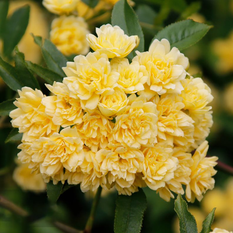 重瓣浓香树苗四季红庭院花卉香爬藤植物木黄室内开花白花苗木香花