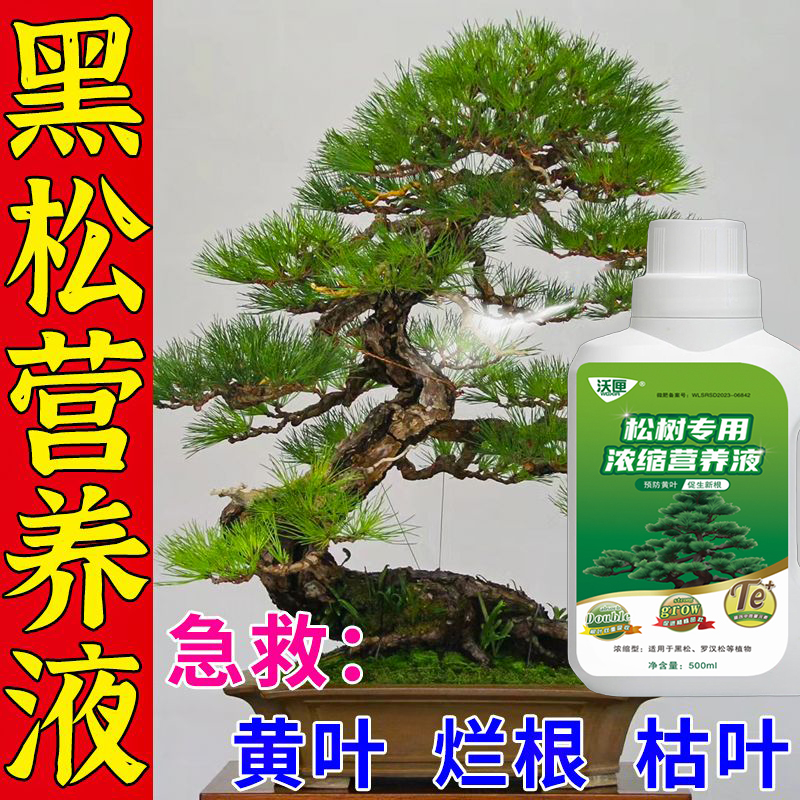 黑松专用肥罗汉松叶枯病掉针黄叶病土壤活化剂叶面肥植物营养液H