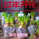 带花苞发货 过年开花进口风信子水培种球种好浓香耐寒冬天开花