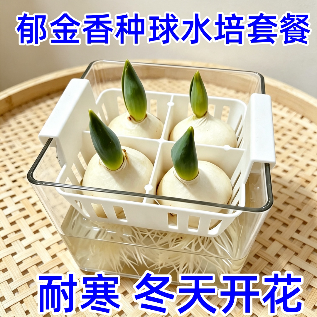 进口水培郁金香种球土培耐寒冬天开花盆栽室内洋水仙花卉风信子