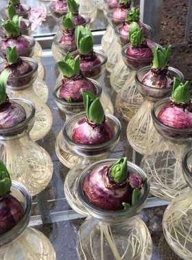 风信子种球水培土培盆栽花卉室内洋水仙花卉耐寒冬天开花郁金香