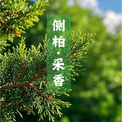 侧柏苗荒山绿化四季常青扁柏苗
