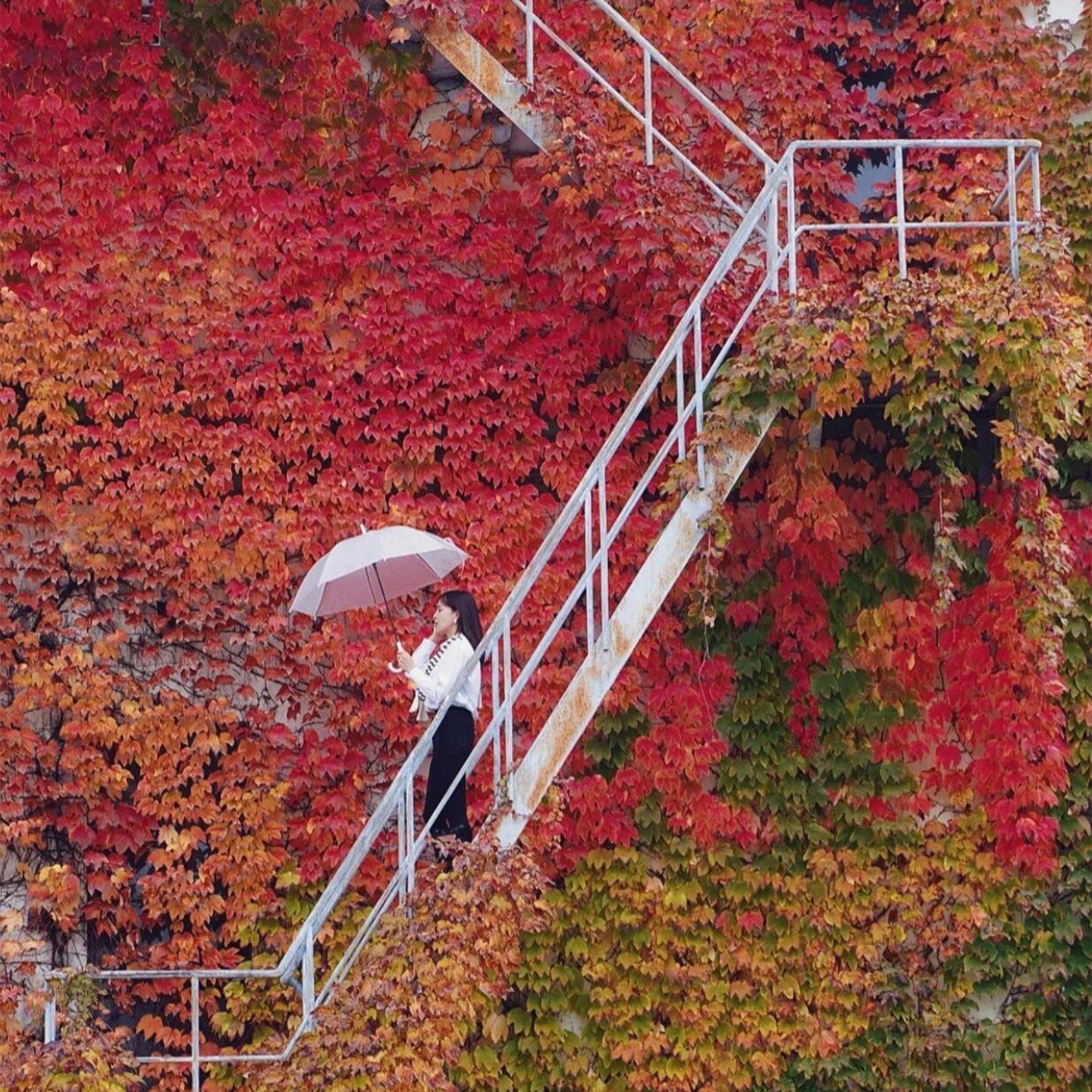 爬五叶地锦藤蔓花山虎苗庭院花墙