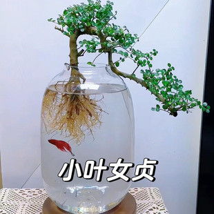 水培小叶女贞驱动老桩枯树逢春开店商铺水培绿植四季常青高级感捏