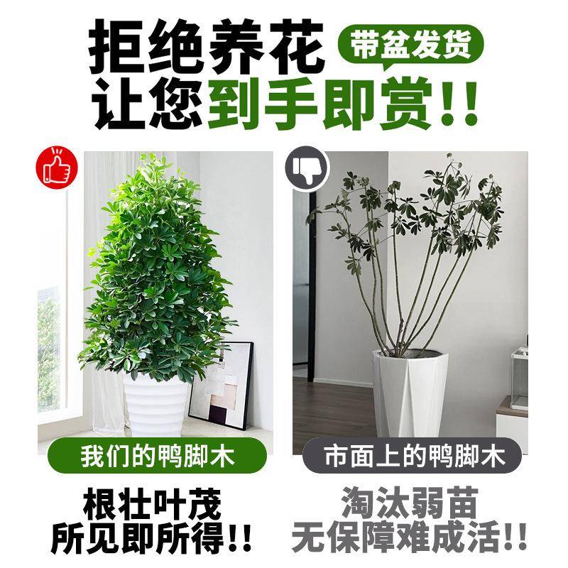 鸭脚木盆栽绿植客厅大型八方来财鸭掌木花卉室内七叶莲鹅掌柴植物
