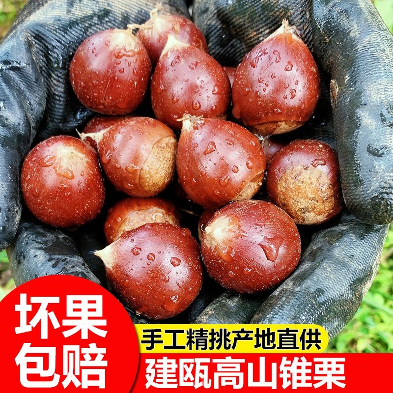 建瓯锥栗福建野生新鲜生板栗农家现摘高山圆栗子油锥栗1斤3斤5斤