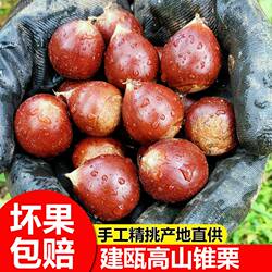 建瓯锥栗福建野生新鲜生板栗农家现摘高山圆栗子油锥栗1斤3斤5斤