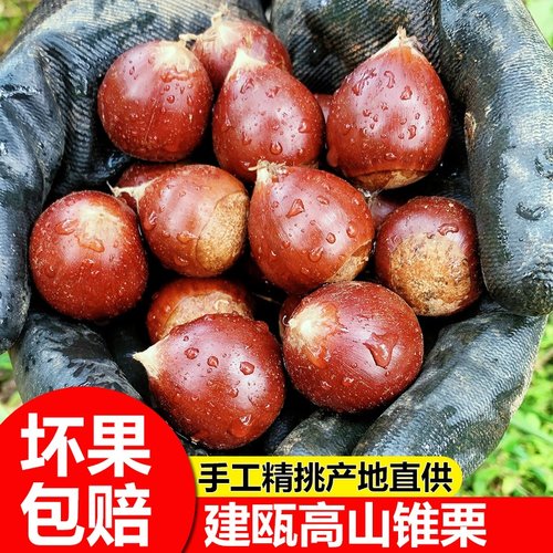 建瓯锥栗福建野生新鲜生板栗农家现摘高山圆栗子油锥栗1斤3斤5斤