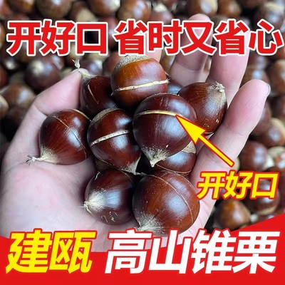 建瓯锥栗福建野生新鲜生板栗农家现摘高山圆栗子油锥栗1斤3斤5斤