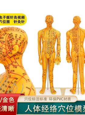 珞亚山川男模型铜色刻字人体模型穴位模型男人模型经络穴位模型
