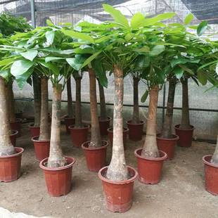 【基地直供】室内客厅观赏大盆栽绿植 高大300#发财树吸甲醛