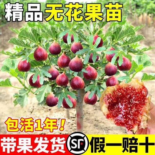无花果树苗特大盆栽地当年