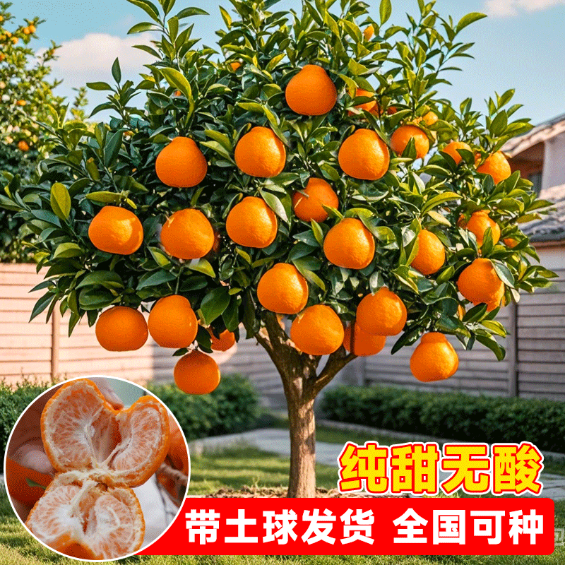 碰柑苗嫁接碰柑苗柑橘树苗嫁接柑桔苗芦柑桔子树苗芦柑苗川果苗木