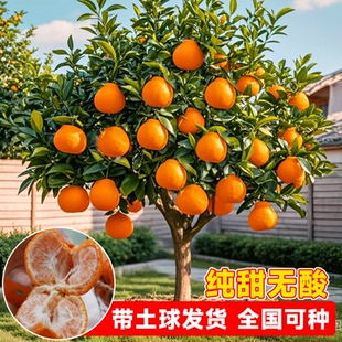 碰柑苗嫁接碰柑苗柑橘树苗嫁接柑桔苗芦柑桔子树苗芦柑苗川果苗木