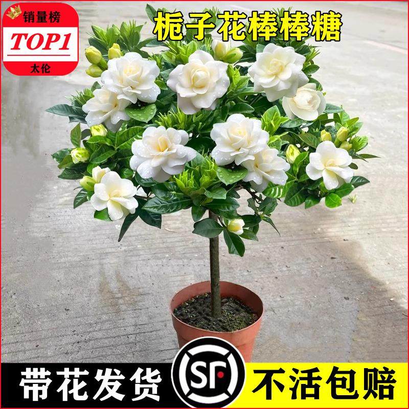 大叶牡丹栀子花盆栽带花苞室内棒棒糖四季多花卉重瓣香水茉莉独杆