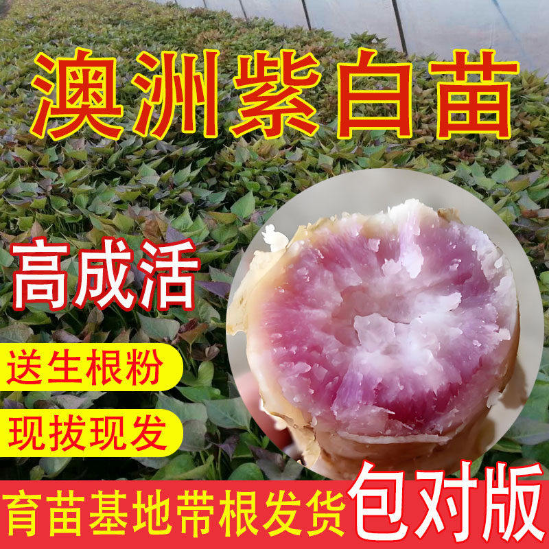 澳洲紫白苗高端红薯秧苗带根地瓜苗蜜薯苗板栗薯苗冰淇淋苗紫薯苗