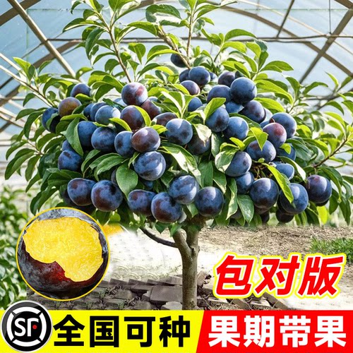李子树苗当年特大嫁接早熟