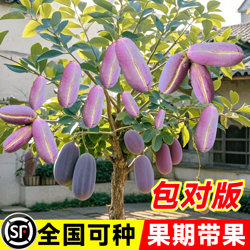 无籽八月瓜树苗八月炸瓜苗南北方四季种植爬藤果树苗当年结果