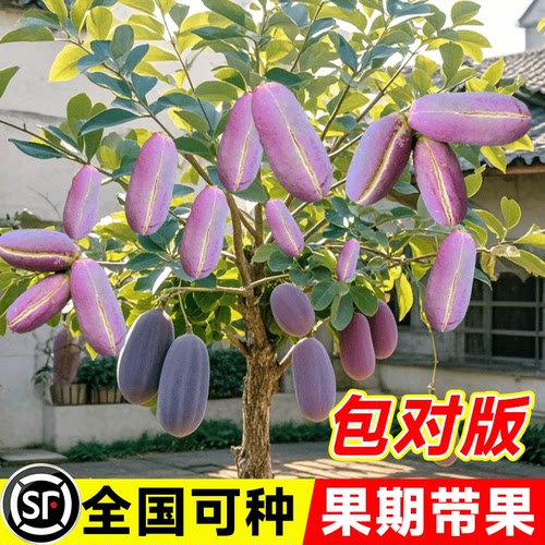 无籽八月瓜树苗炸南北