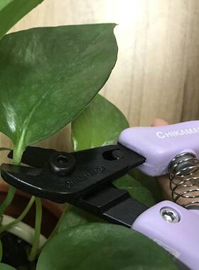 近正大嘴鸟chikamasa假花塑料剪花剪花艺剪AC-5V浅紫色花艺剪