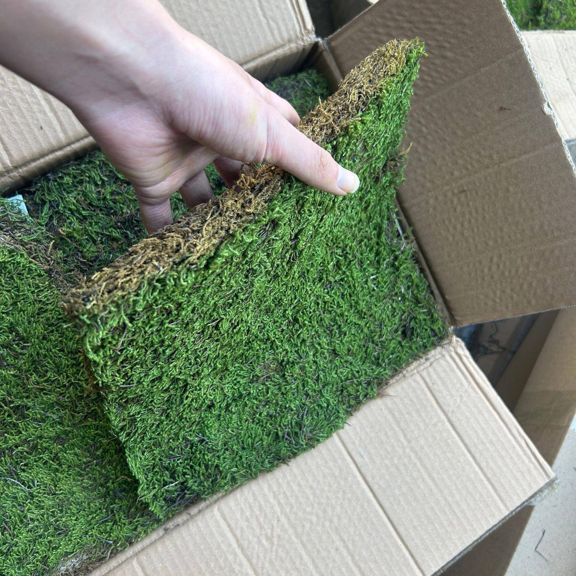 精品星星藓青苔藓植物鲜活日式庭院园林绿化微景观青苔藓