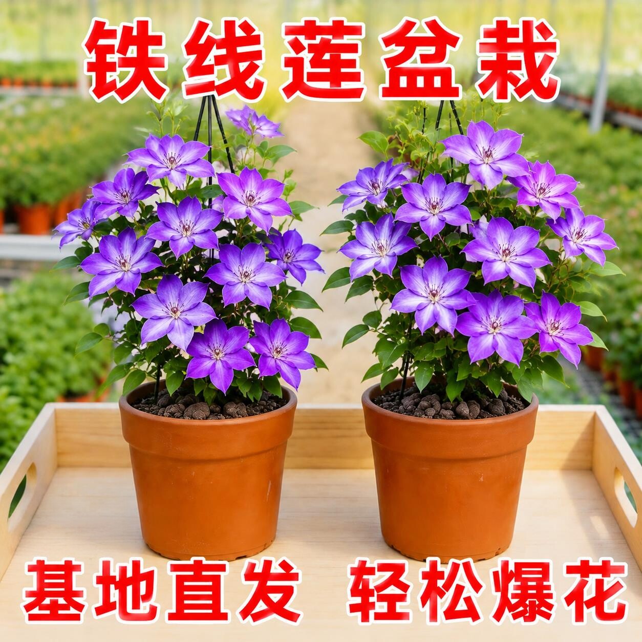 铁线莲大苗带花苞倒影乌托邦爬藤植物庭院耐寒花卉盆栽室内外阳台