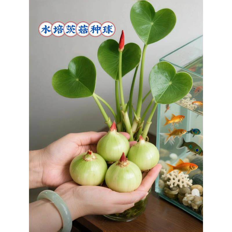 懒人净化鱼缸茨菇种球慈菇水培水生室内四季植物燕尾慈菇池塘水草