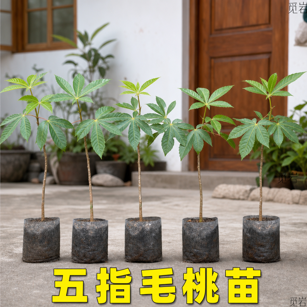 正宗五指毛桃苗带土发货好养