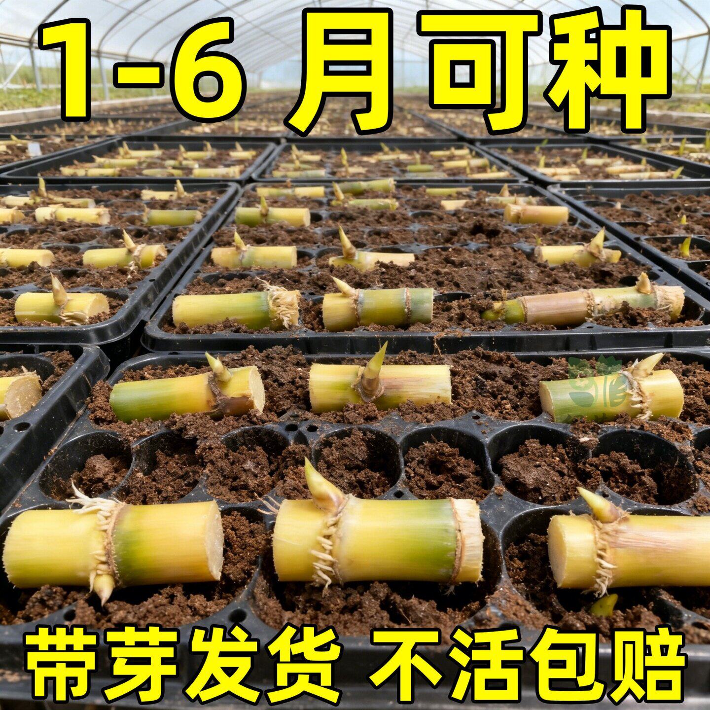 黄金白玉甘蔗种苗盆栽正宗广西黄皮甘蔗苗种黑皮甘蔗种节南北方种