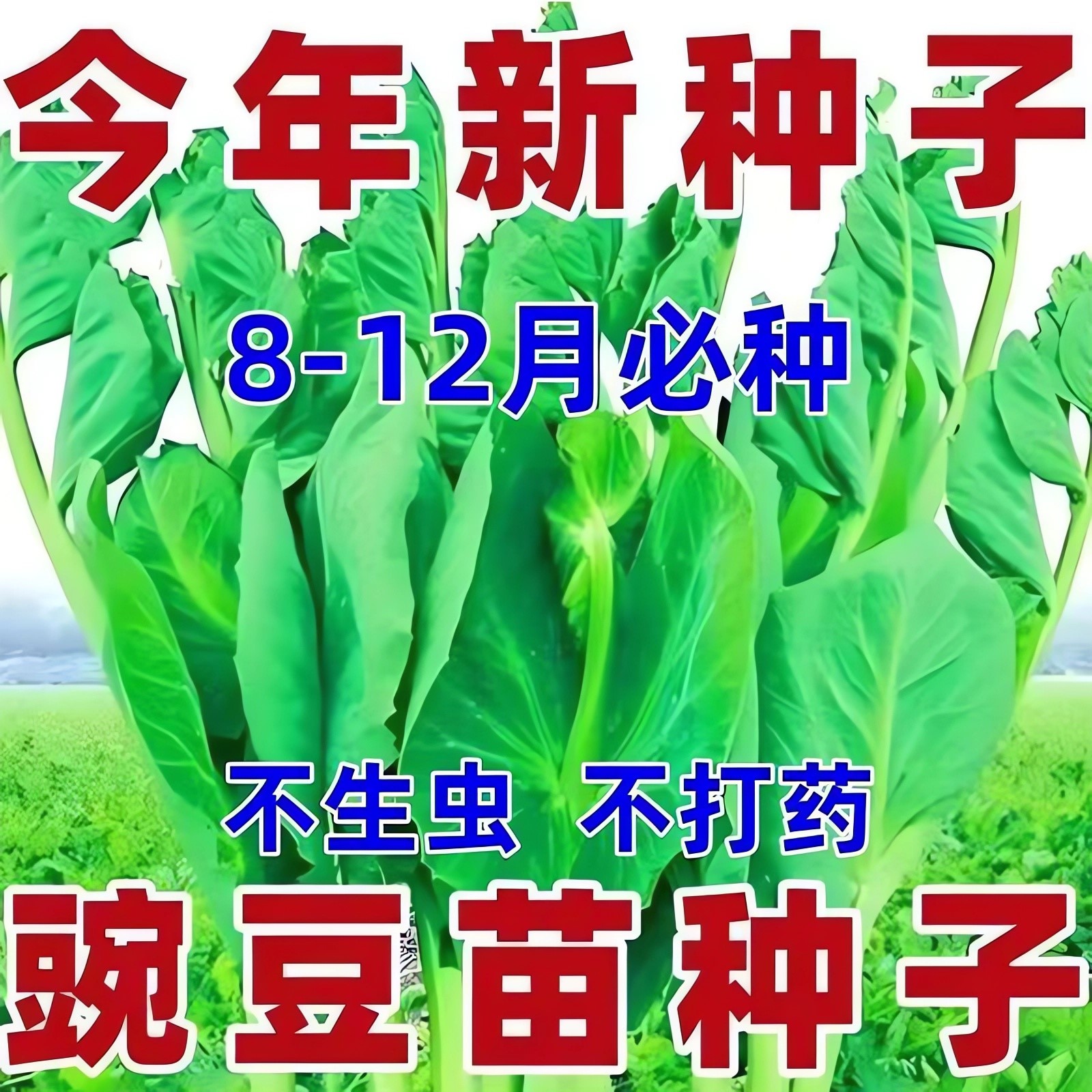 【高产装】无须豌豆苗种子豌豆尖种子阳台盆栽四季易种芽苗菜种子