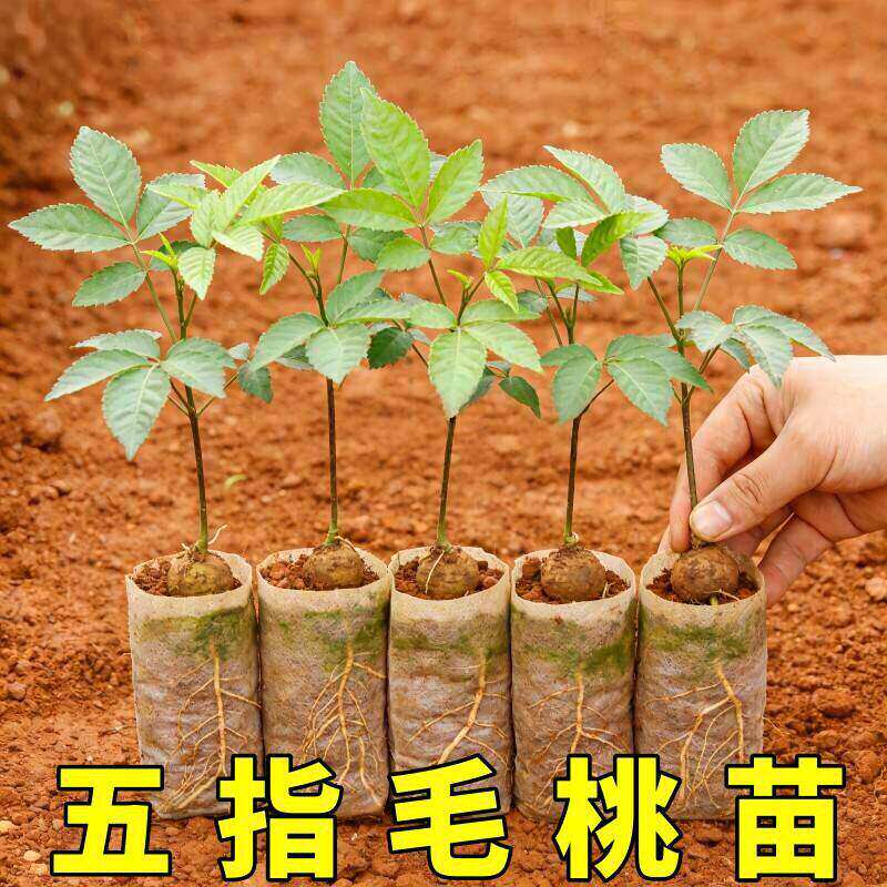 细叶五指毛桃苗中药材树苗果树苗五指毛桃种植南方懒人种植小树苗