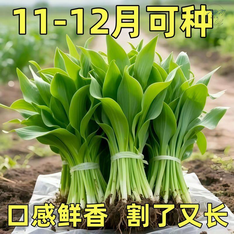 鹿耳韭种子盆栽小院四季皆宜种植高产地栽阳台小院南野山葱种子