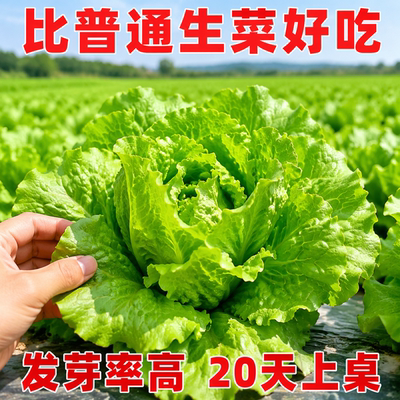 奶油生菜新鲜甜脆多汁