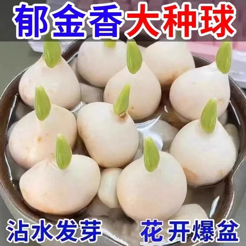 进口郁金香5颗大种球四季种植开花阳台耐寒土水培盆栽风信子花卉