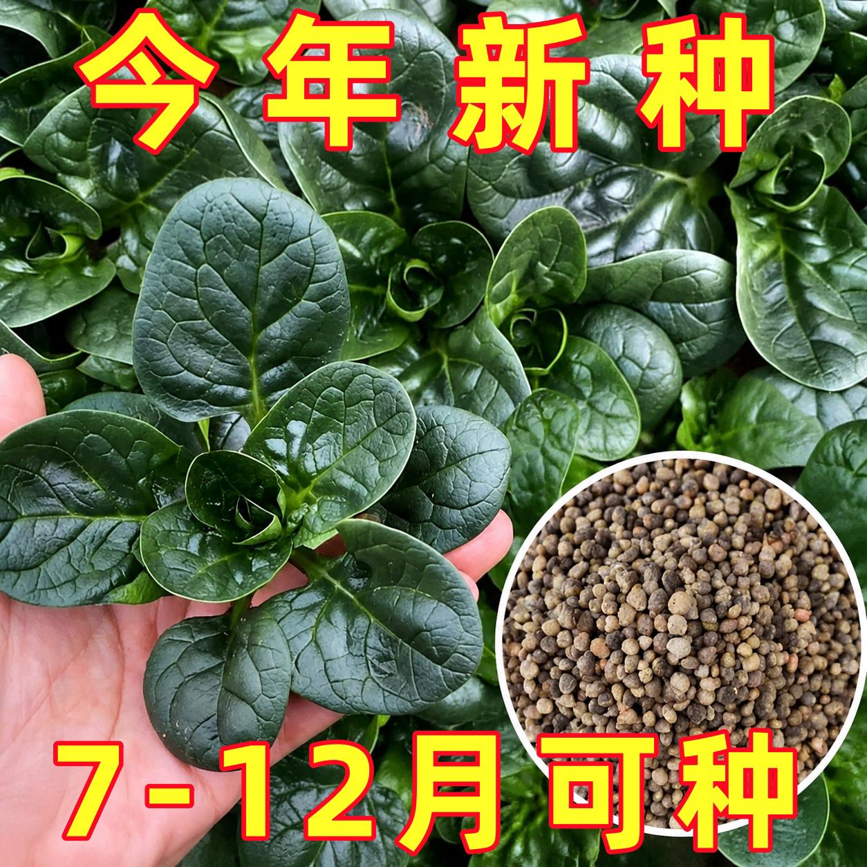 河南趴地菠菜红根种子老品种菠菜种籽春秋季庭院阳台种植耐寒四季
